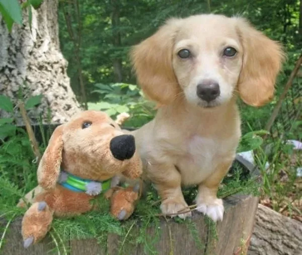 Dogs an endless source of entertainment - #5 
