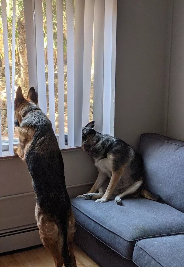 Dogs an endless source of entertainment - #6 