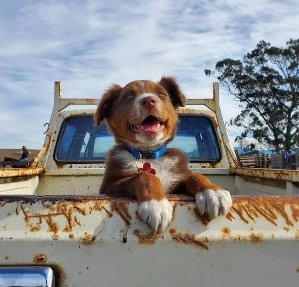 Dogs an endless source of entertainment