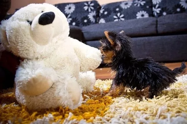 Dogs an endless source of entertainment - #8 