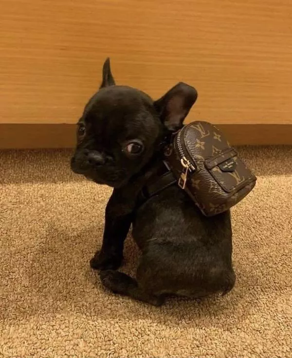 Picdump 1111 - #21 