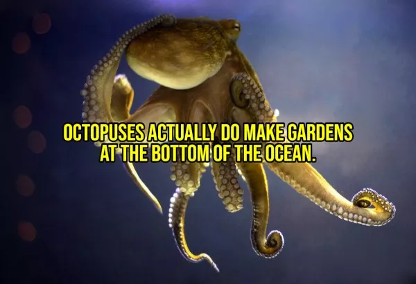 Happy facts to brighten your day