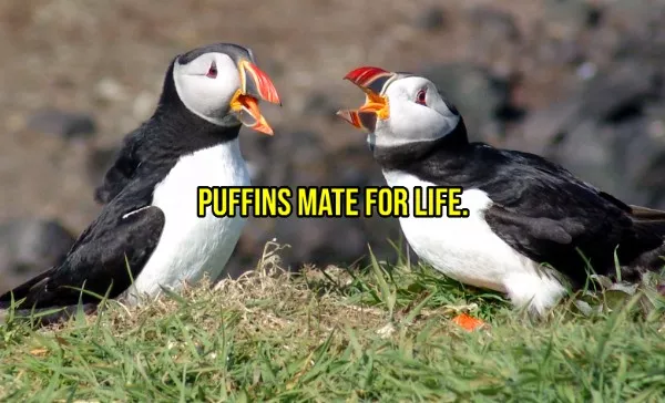Happy facts to brighten your day - #11 