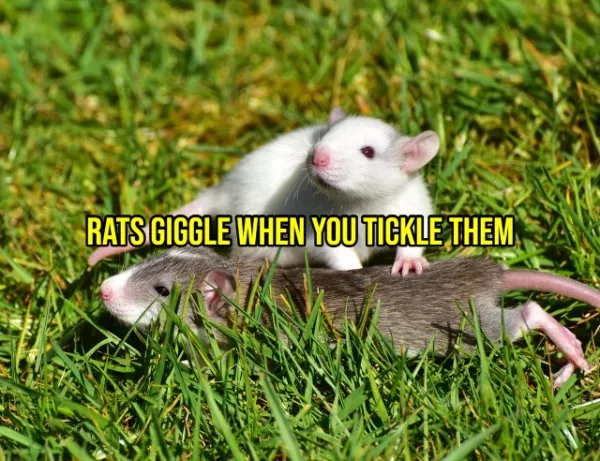 Happy facts to brighten your day - #12 