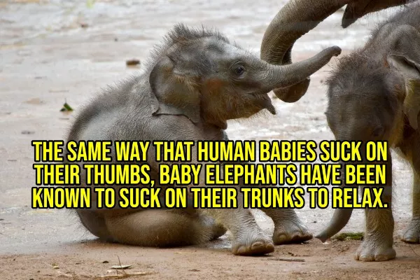Happy facts to brighten your day - #13 