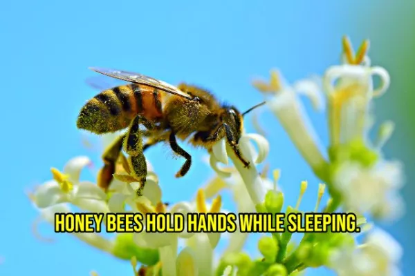 Happy facts to brighten your day - #15 
