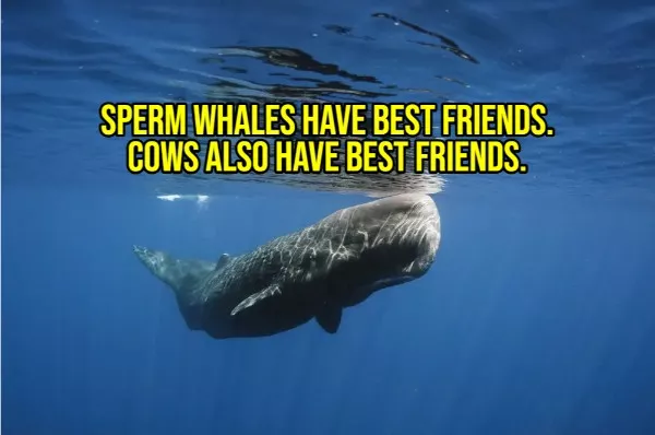 Happy facts to brighten your day - #16 