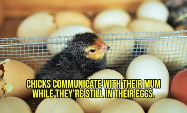 Happy facts to brighten your day - #17 