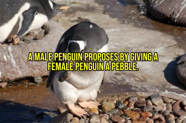 Happy facts to brighten your day - #2 