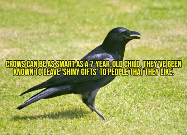 Happy facts to brighten your day - #3 