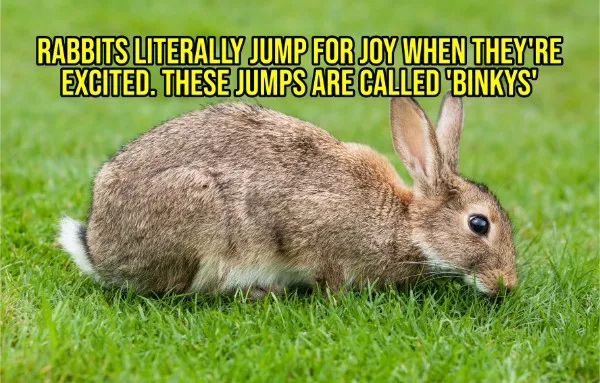 Happy facts to brighten your day - #5 