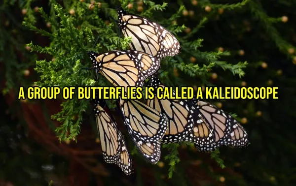 Happy facts to brighten your day - #7 