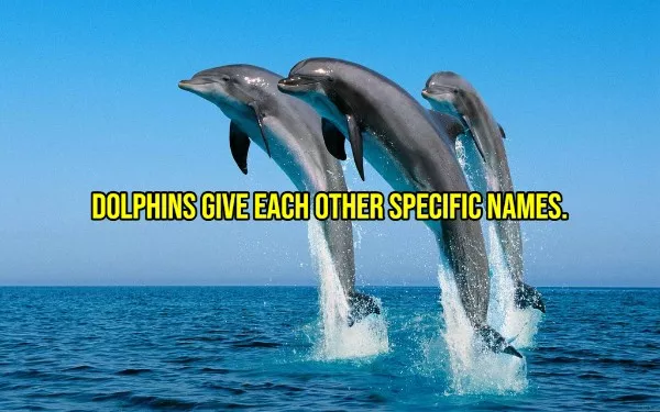 Happy facts to brighten your day - #9 