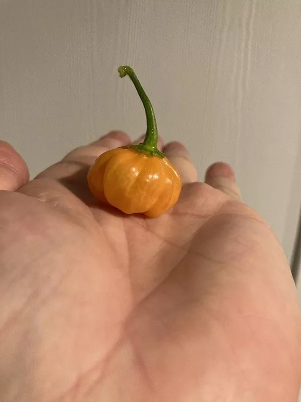 La joie est dans les petits details de la vie - #1 Un habanero d'Halloween cultivé cette année