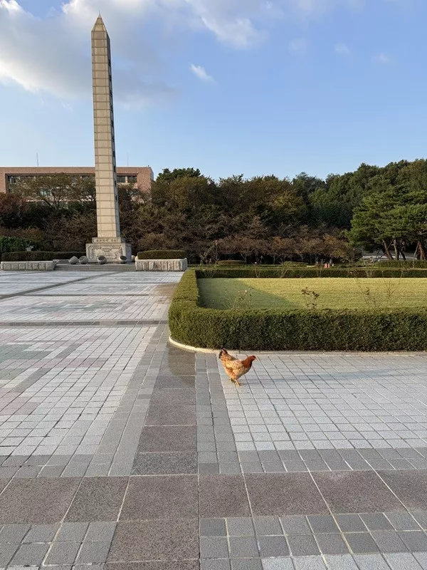 La joie est dans les petits details de la vie - #19 Un poulet se promène sur le campus de mon université