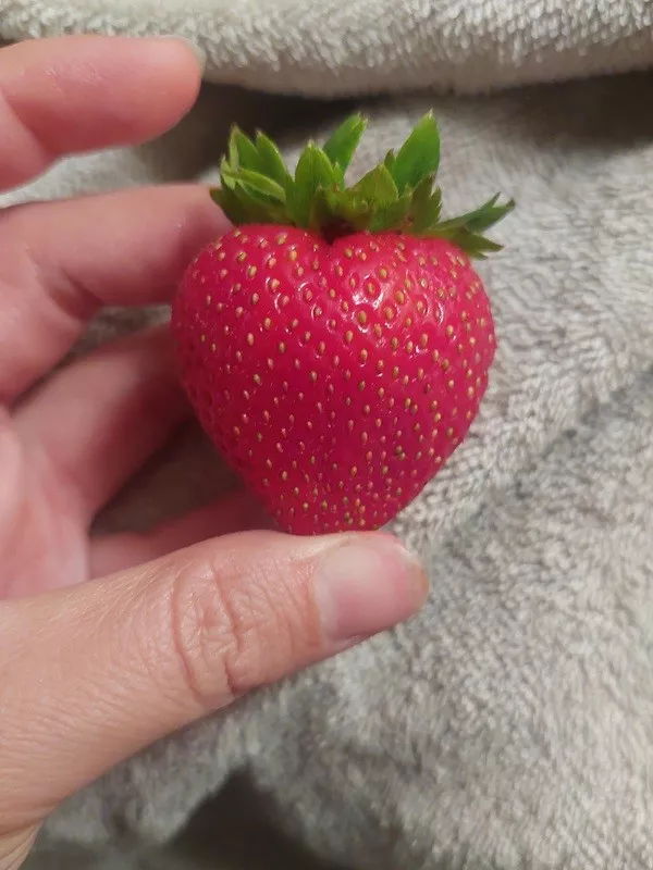 La joie est dans les petits details de la vie - #20 Une fraise qui a une forme parfaite