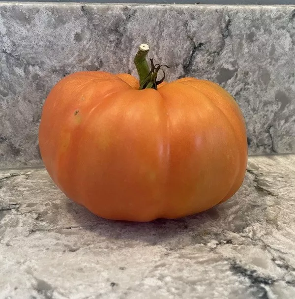 The beauty is in the little things - #9 A pumpkin-shaped tomato I grew myself