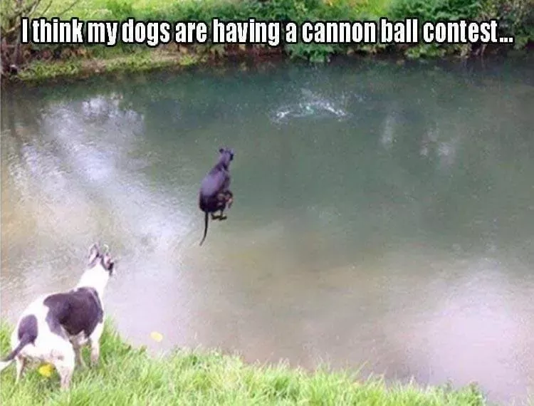 Picdump 1114 votre dose de rire - #36 
