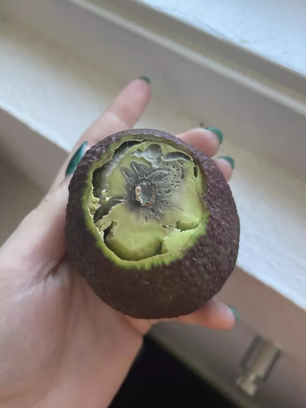Bienvenue dans une journee de malchance - #17 En coupant cet avocat, j'ai eu une mauvaise surprise
