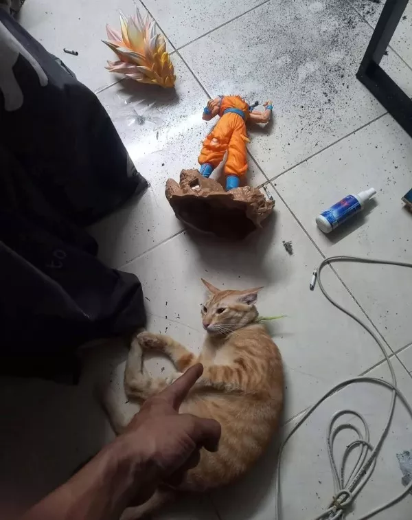 The best worst days you will ever see - #18 My cat took out Goku, now I have to explain to Vegeta