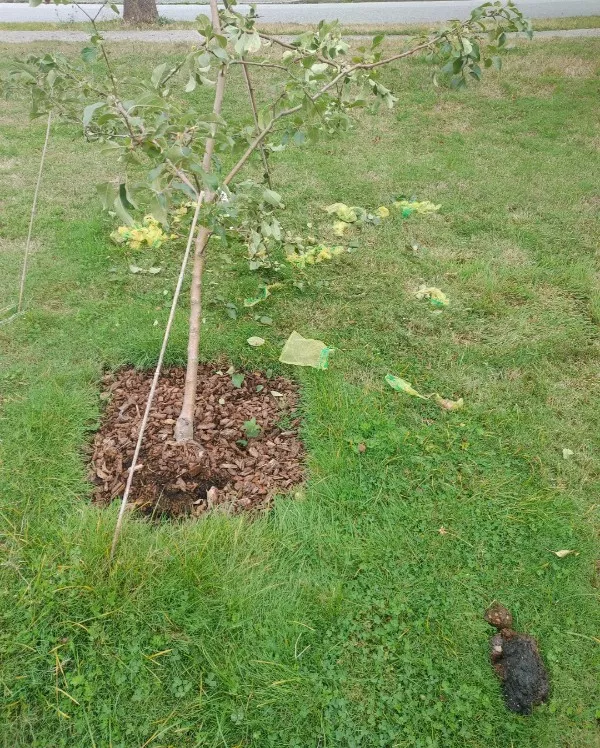 Bienvenue dans une journee de malchance - #3 Un ours a cassé mon pommier et s'est soulagé sur ma pelouse