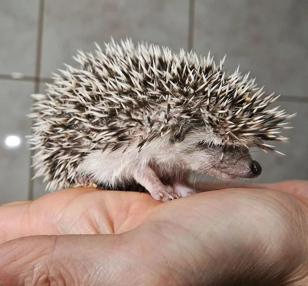 Votre dose de faits aleatoires et insolites - #1 Le nom des bébés hérissons est Votre dose de faits aleatoires et insolites - #1 Le nom des bébés hérissons est