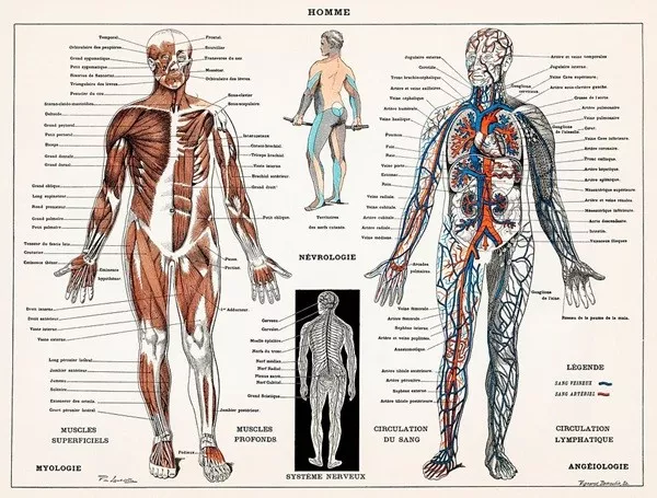 You look like you need random facts - #11 The human circulatory system is over 60,000 miles long