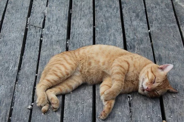 Votre dose de faits aleatoires et insolites - #2 Les chats dorment en moyenne 15 heures par jour Votre dose de faits aleatoires et insolites - #2 Les chats dorment en moyenne 15 heures par jour