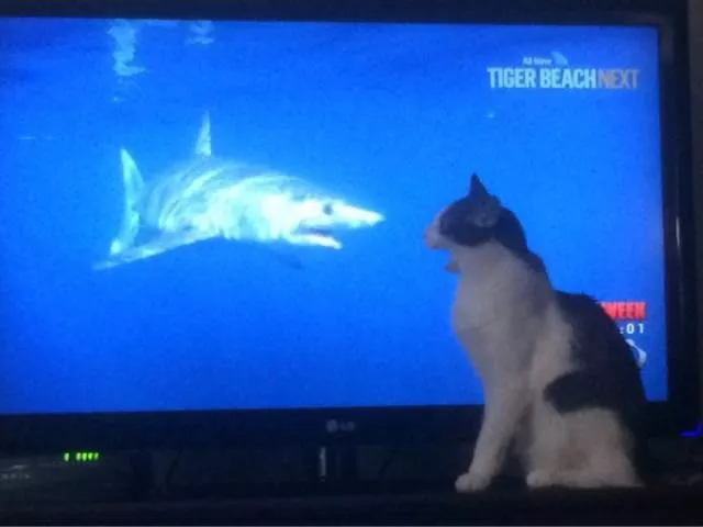 Picdump 152 - #74 