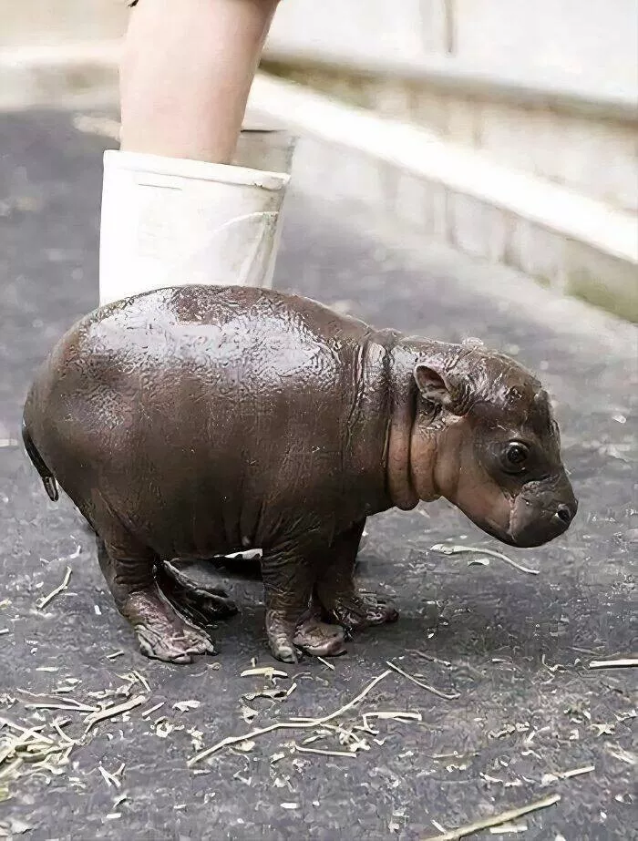 Comparaisons de taille lhumain comme metre etalon - #1 Un bébé hippopotame qui a deux heures de vie