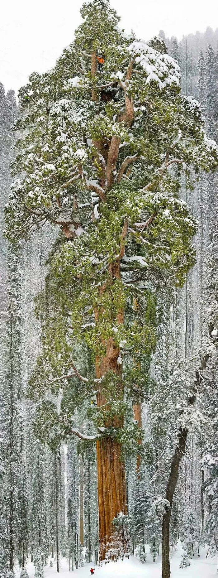 Size comparisons humans as the yardstick - #11 A man next to a 3,200-year-old sequoia tree Size comparisons humans as the yardstick - #11 A man next to a 3,200-year-old sequoia tree