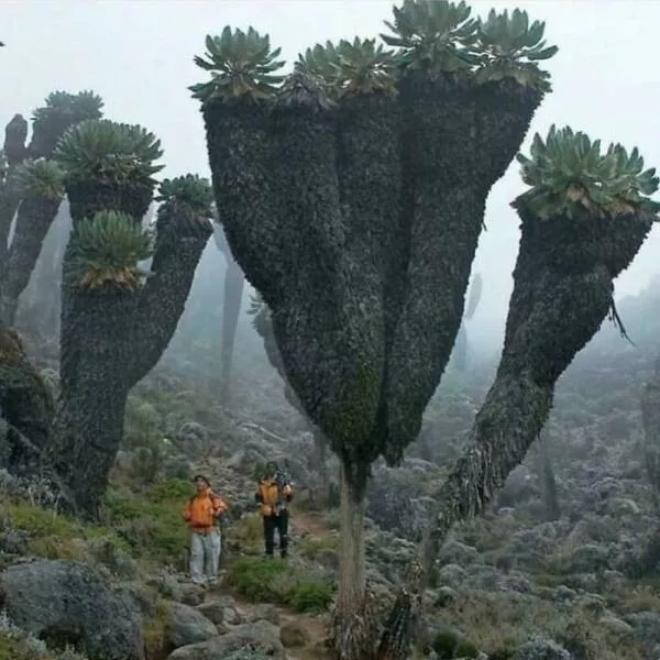 Comparaisons de taille lhumain comme metre etalon - #12 Ces plantes préhistoriques du Mont Kilimandjaro