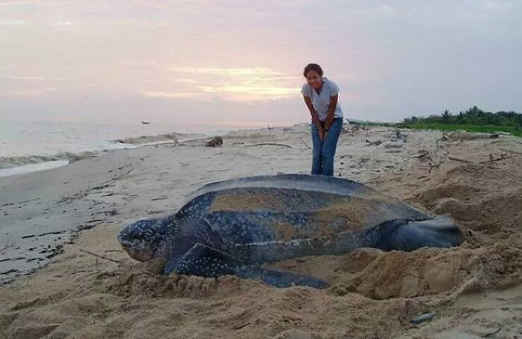 Comparaisons de taille lhumain comme metre etalon - #14 La tortue luth, la plus grande tortue marine