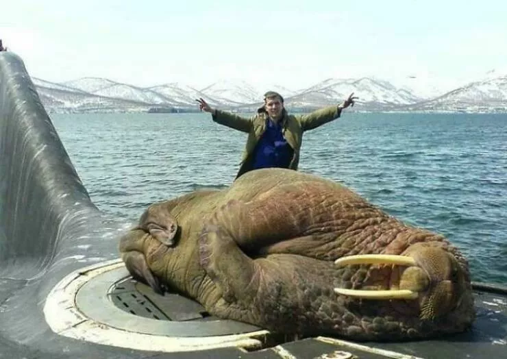 Size comparisons humans as the yardstick - #15 A giant walrus taking a nap on a submarine Size comparisons humans as the yardstick - #15 A giant walrus taking a nap on a submarine