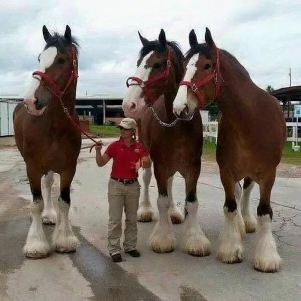 Comparaisons de taille lhumain comme metre etalon - #2 La taille impressionnante d'un cheval Clydesdale