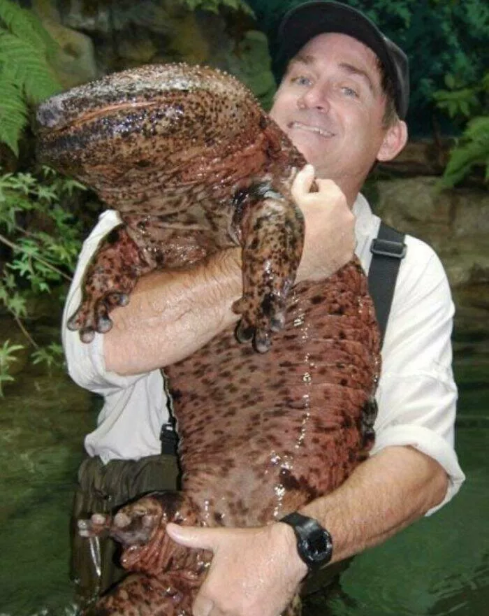 Size comparisons humans as the yardstick - #20 The critically endangered Giant Chinese Salamander Size comparisons humans as the yardstick - #20 The critically endangered Giant Chinese Salamander