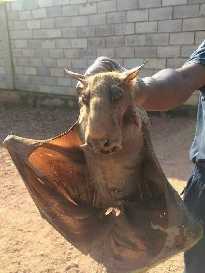 Size comparisons humans as the yardstick - #21 A hammerhead bat, known as a winged moose Size comparisons humans as the yardstick - #21 A hammerhead bat, known as a winged moose