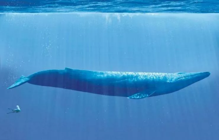 Size comparisons humans as the yardstick - #22 Swimming alongside a magnificent blue whale Size comparisons humans as the yardstick - #22 Swimming alongside a magnificent blue whale