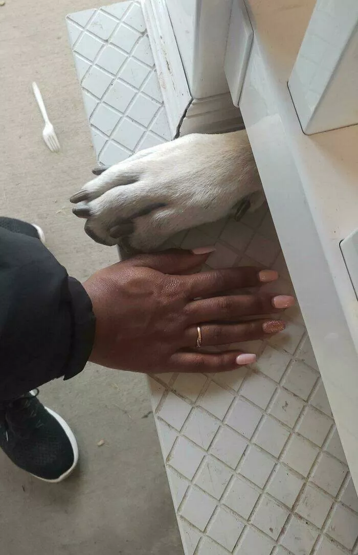 Size comparisons humans as the yardstick - #23 A Great Dane's paw next to a human hand Size comparisons humans as the yardstick - #23 A Great Dane's paw next to a human hand