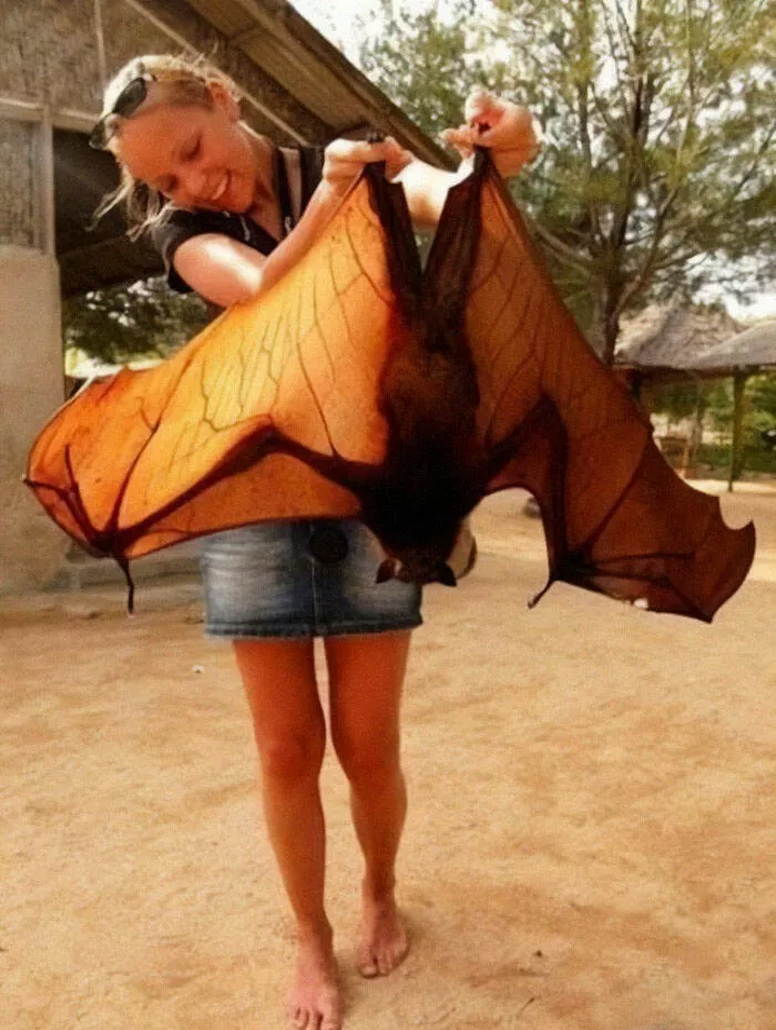 Size comparisons humans as the yardstick - #27 Fruit bats are much bigger than you think Size comparisons humans as the yardstick - #27 Fruit bats are much bigger than you think