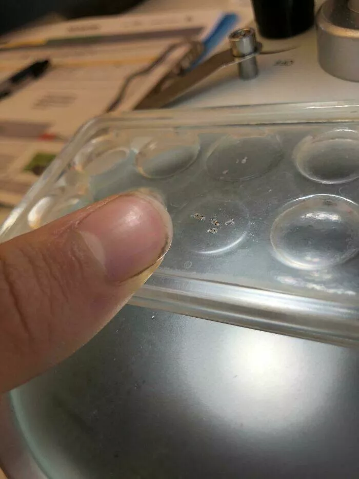 Size comparisons humans as the yardstick - #28 Baby octopus next to a human thumb Size comparisons humans as the yardstick - #28 Baby octopus next to a human thumb