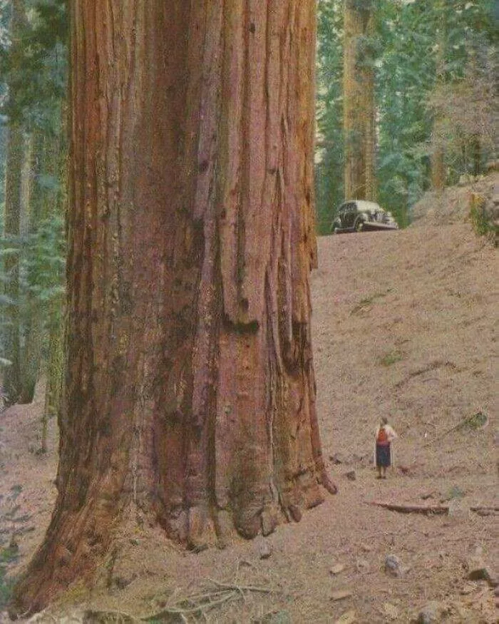 Size comparisons humans as the yardstick - #3 The scale of a human next to a redwood tree Size comparisons humans as the yardstick - #3 The scale of a human next to a redwood tree