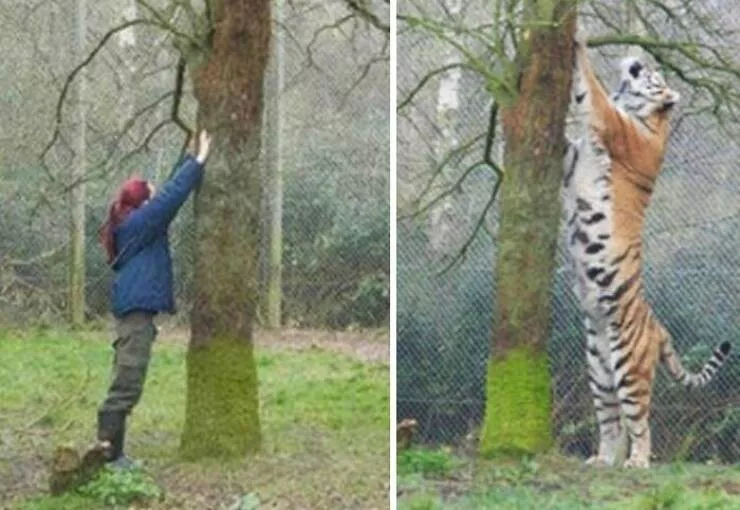 Size comparisons humans as the yardstick - #30 Tigers are surprisingly long Size comparisons humans as the yardstick - #30 Tigers are surprisingly long