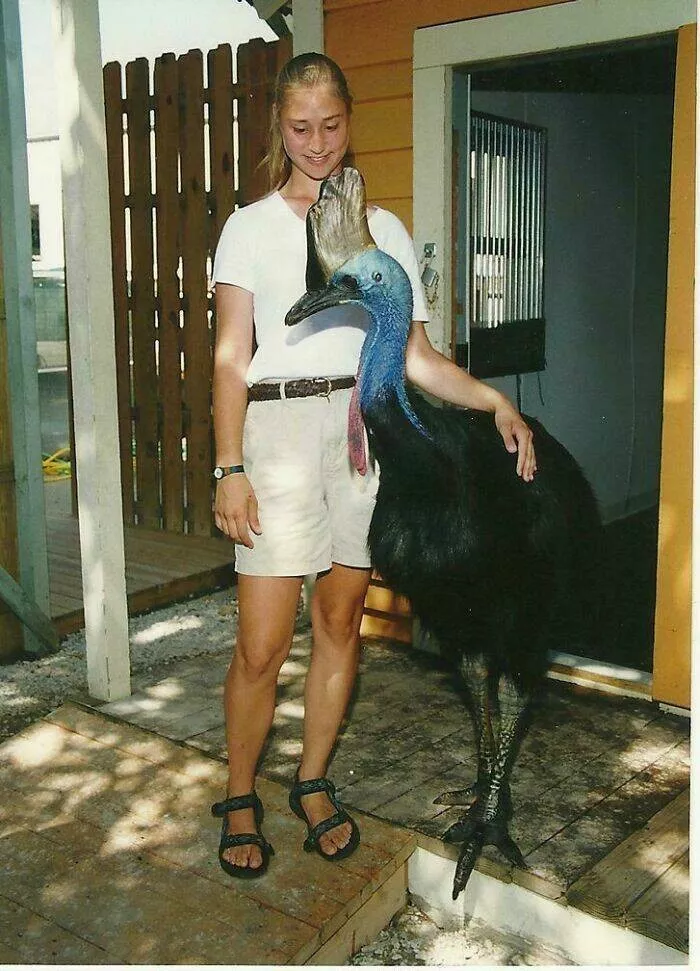 Size comparisons humans as the yardstick - #32 Cassowaries can grow up to six feet tall Size comparisons humans as the yardstick - #32 Cassowaries can grow up to six feet tall