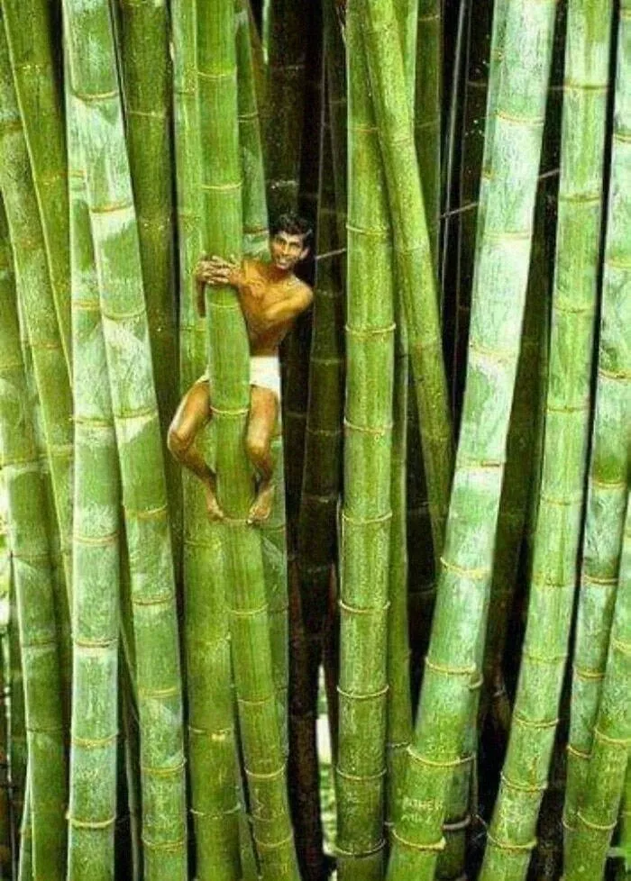 Size comparisons humans as the yardstick - #39 Impressive giant bamboo found in Sri Lanka Size comparisons humans as the yardstick - #39 Impressive giant bamboo found in Sri Lanka