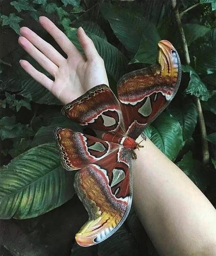 Size comparisons humans as the yardstick - #4 The Atlas Moth, one of the biggest in the world Size comparisons humans as the yardstick - #4 The Atlas Moth, one of the biggest in the world