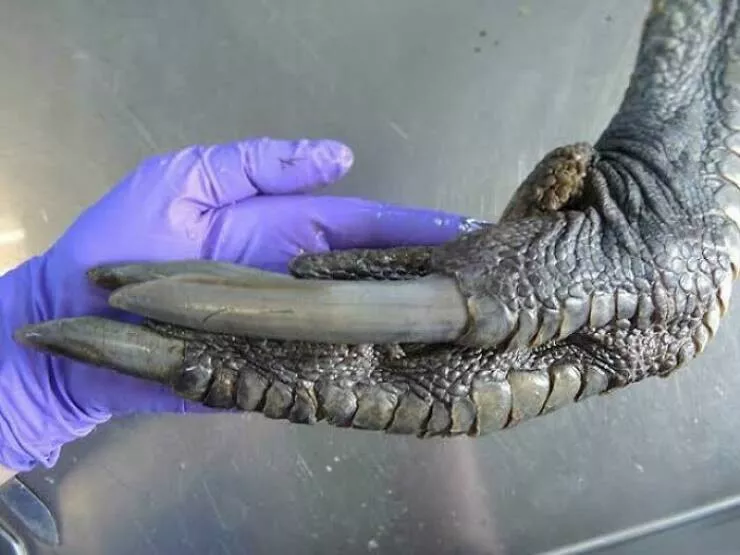 Comparaisons de taille lhumain comme metre etalon - #6 Les griffes d'un casoar, descendant des dinosaures