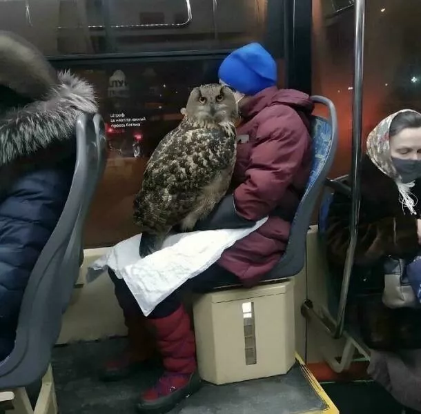 Comparaisons de taille lhumain comme metre etalon - #8 Le grand-duc d'Europe, un oiseau impressionnant
