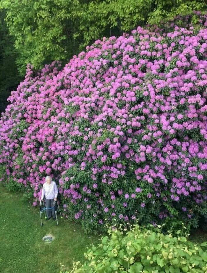 Comparaisons de taille lhumain comme metre etalon - #9 Un buisson de rhododendron vieux de 100 ans