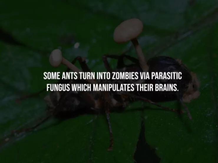 Unforgettable creepy facts and knowledge - #3 